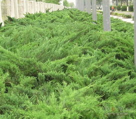 铺地柏和沙地柏的区别