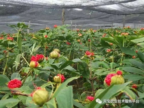 重楼播种技巧与成本节约