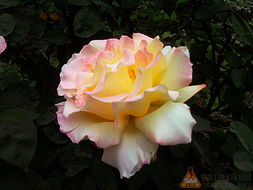 月季花的原产地追溯