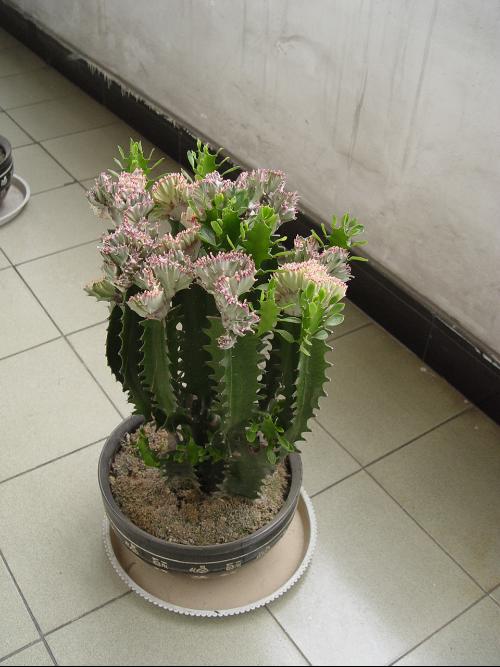 这是什么植物？植物名称大全来帮你认
