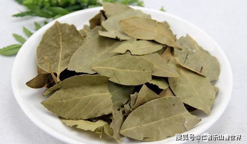 “露娜莲养护秘诀，如何让叶片饱满、色泽鲜艳