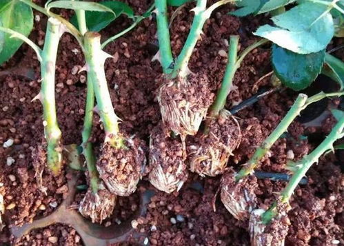 月季苗种植前的根部清洗大揭秘