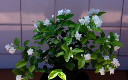 这7种开花时间蕞长的植物实测280天新手如何避坑？