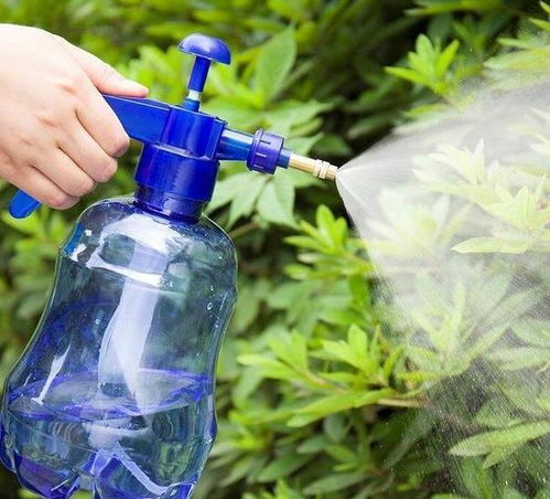 辣椒水杀虫剂的制作细节