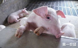 猪长期大量食用发酵饲料会导致腹泻吗？其优缺点有哪些？