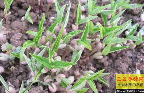 绿豆种植时间， 得讲究个时机