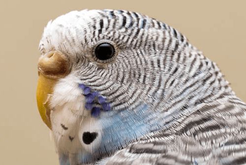 红鹦鹉眼睛突出与何种生理结构有关，喂食何种饲料能使其羽毛更加鲜艳？