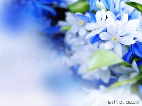 一生挚爱，哪种花最能代表我的情感