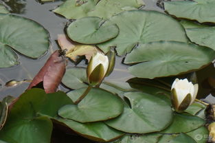 睡莲的花语探秘