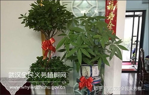 招财树浇水：每周一次