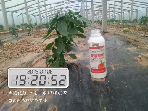 什么是亚磷酸钾？