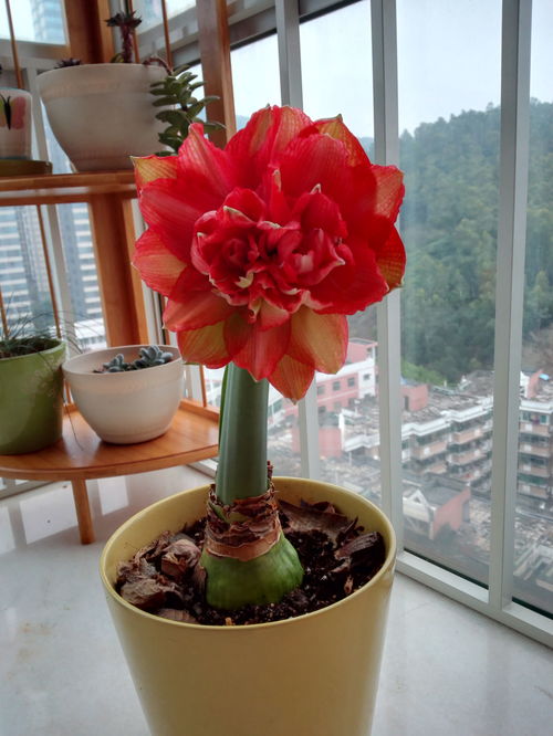 洋葱开花了是时候掐拆了吗