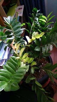 原来是主要原因是浇水不当