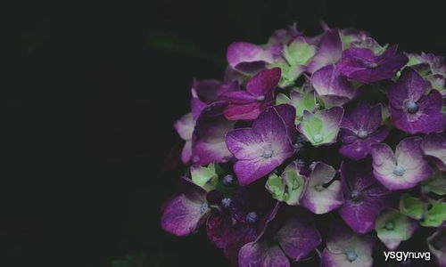 室内养绣球花，这些要注意哦！