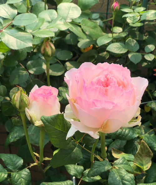 花期时长：长达数月