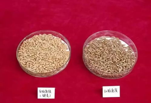 小麦药害紧急处理：如何解除除草剂过量使用的影响？