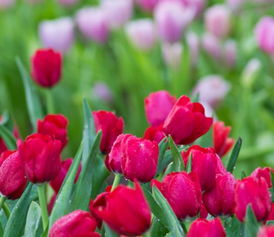 暴雨考验存活王