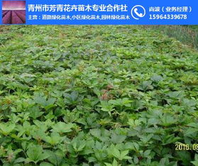 花卉苗木涝害急救指南：渍涝后树苗叶片黄的快速补救技巧