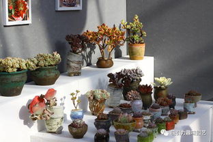 多肉植物的用处多多