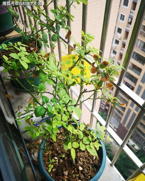 杏树修剪的艺术