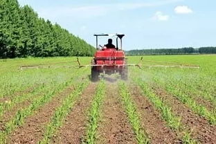 加盐除草的原理是什么？