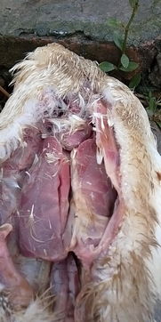 鹅呼肠孤病毒感染鹅群，表现为食欲下降、腹泻、脱水等症状