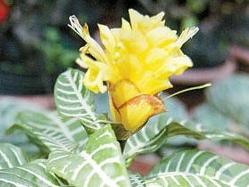 记住 养银脉花就像带孩子，要懂进退知冷暖