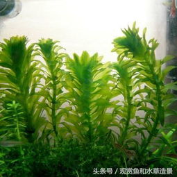 大宝塔水草修剪技巧，如何根据生长情况科学修剪以提高观赏效果
