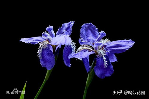 什么叫Zuo鸢尾苗木，它又是哪种鸢尾植物种类呢？