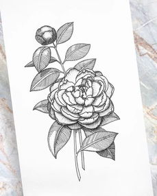 “掌握线条与阴影，如何画出立体玫瑰花