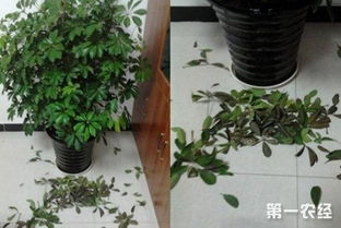 鸭掌木叶子易脱落，光照、水肥及通风问题解析