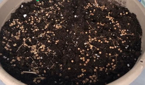 如何让蓬莱松快速发芽？秘诀是什么