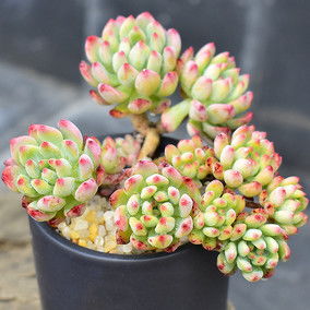 多肉屁屁花种植攻略，土配技巧一网打尽！