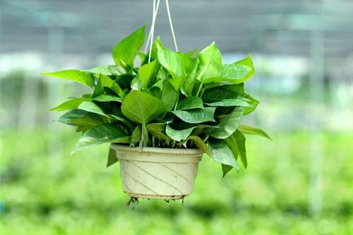 绿萝的身体大揭秘