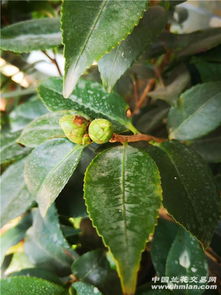 区分花苞和叶苞