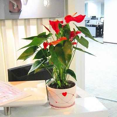 室盆栽花卉养护对简单， 适合忙碌者阝市人