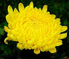 花开寿春，以菊花象征长寿