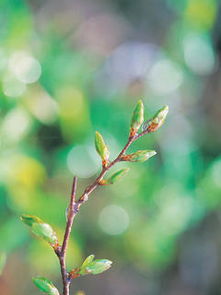 香菜种子处理技巧