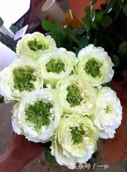 绿萼月季：月季世界中的绿色精灵