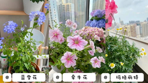 光照不足， 白花不开花