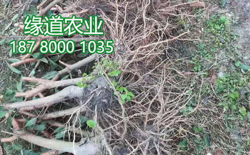 树苗生根粉一袋多少钱？使用方法有哪些注意事项？