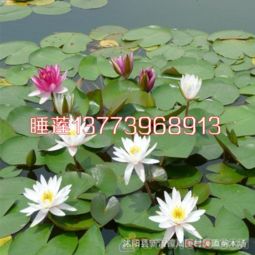 睡莲花苗， 室外过夜，真的行吗？