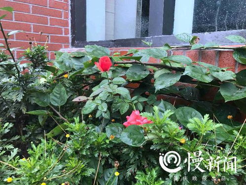 养花，一场绿色的邂逅