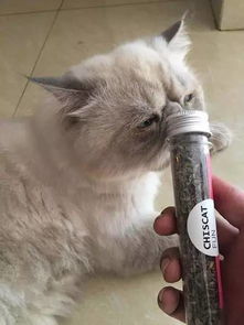 猫薄荷让人嗨？闻了会怎样