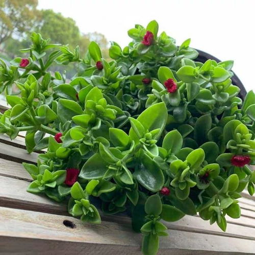 有机肥和无机肥：各有千秋