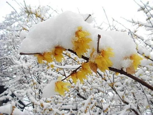 梅花傲雪，你为何独自绽放