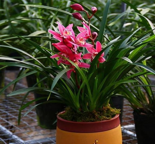 兰科植物的价值