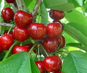 梅枣樱桃种子发芽不成功，是技巧不行还是催芽不对？