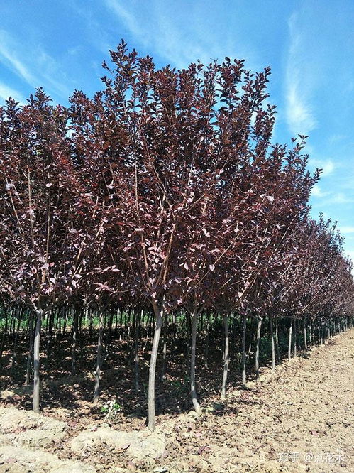 红叶李的土壤选择，你真的懂吗？