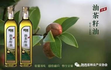 茶油树长林系列：揭秘顶级油茶良种资源，引领健康茶饮新趋势